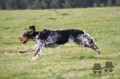 Setter Anglais FREDDY DU MILOBRE DE BOUISSE